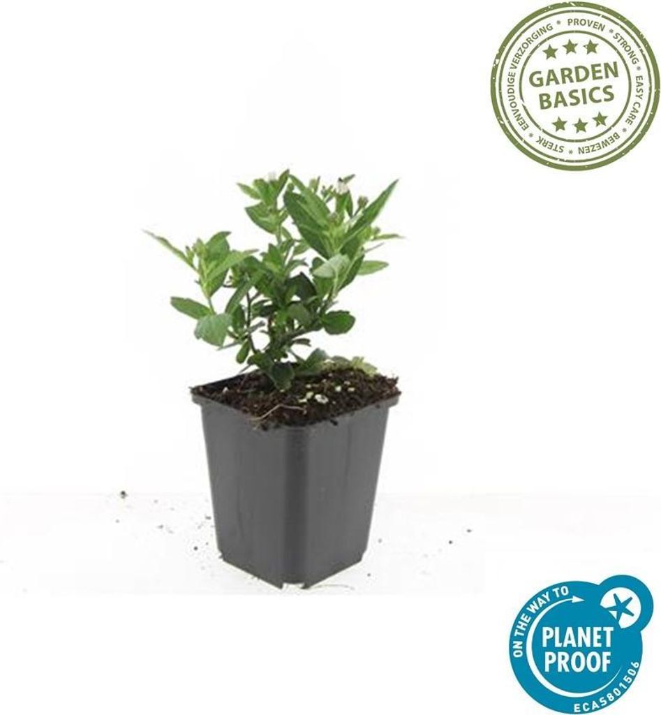 Aster ageratoides 'Stardust' – 48 Pflanzen – 10-25cm – Ø9cm – Herbstblüher – Weiß mit gelbem Zentrum – Bienen- & Schmetterlingsfr...