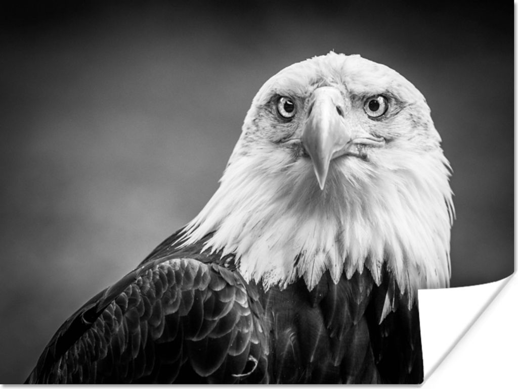 MuchoWow Poster Adler - Raubvogel - Schwarz - Weiß - Tiere 120x90 cm - Wandbild