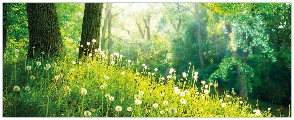 Wallario Wandbild aus Acryl, 125 x 50 cm, freischwebende Optik - Pusteblumen im Wald mit einfallenden Sonnenstrahlen