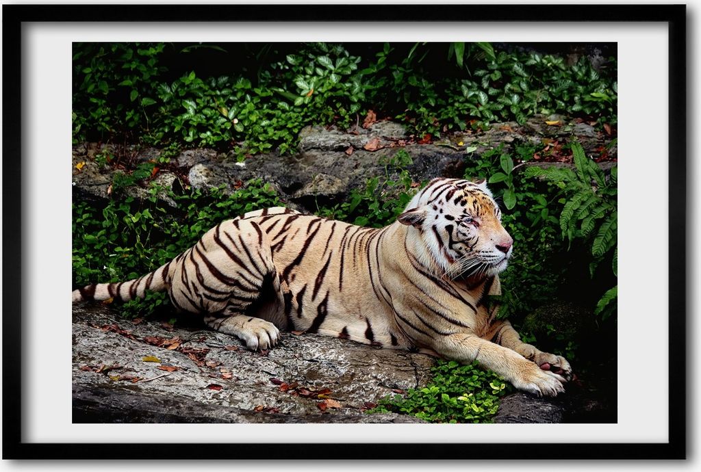 Bild 60x40 MDF-Rahmen, Wandkunst Tiger auf dem Felsen