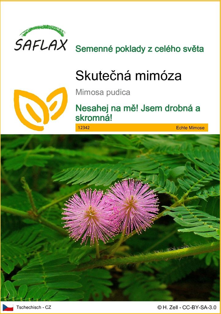 SAFLAX - Skutečná mimóza - Mimosa pudica - 70 Semena Obrázek produktu 