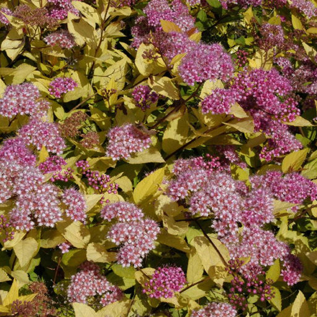 2 x Sommerspiere - Spiraea japonica 'Golden Princess' | 25-30 cm in Container
