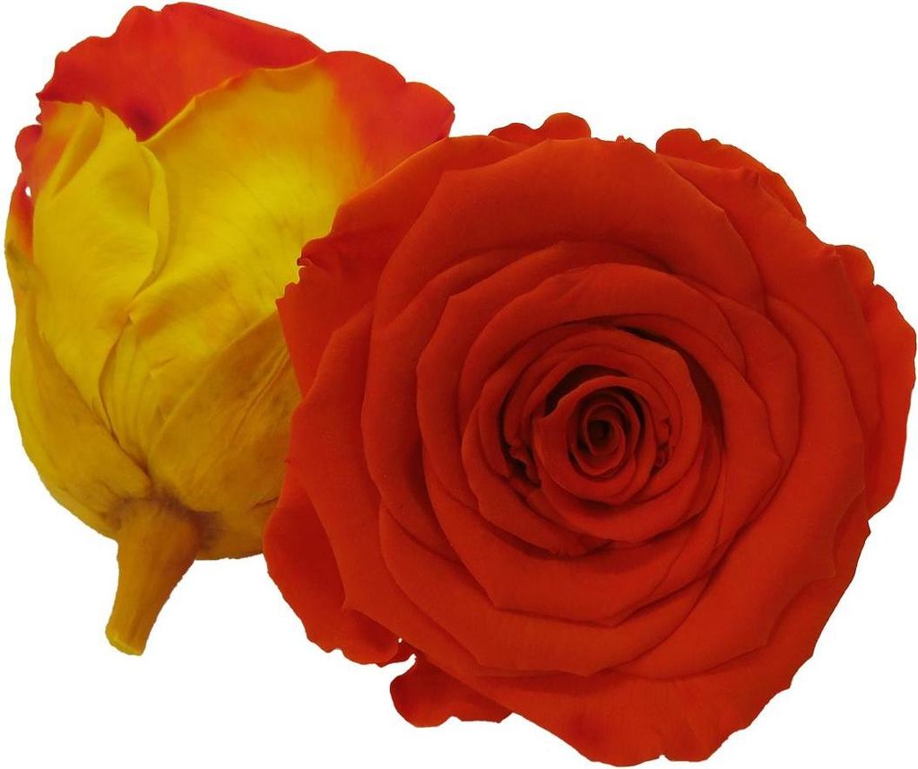 Infinity Rose L Ø5cm konserviert stabilisiert haltbar Rosenkopf ewige Rosenblüte 1 St. Gelb-Orange (bic03)