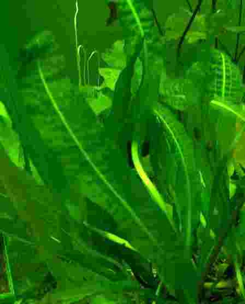 1 Aponogeton longiplumulosus, gewellte Wasserähre Produktbild 