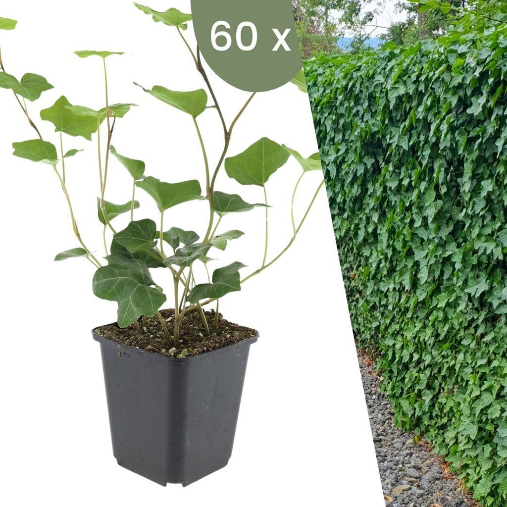 Plants by Frank | 60 Efeu Pflanzen | Hedera hibernica | Kletterpflanzen Winterhart | Bodendecker immergrün | Bodendecker Winterhart mehrjärig