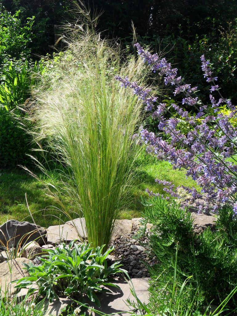 10 x Stipa tenuissima 'Pony Tails' 1 Liter Topf Produktbild 6