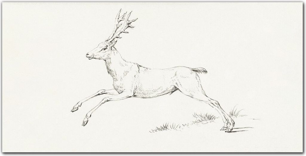 Coloray Bild aus Leinwand 140x70 Leinwand Dekoration - Tier Hirsch