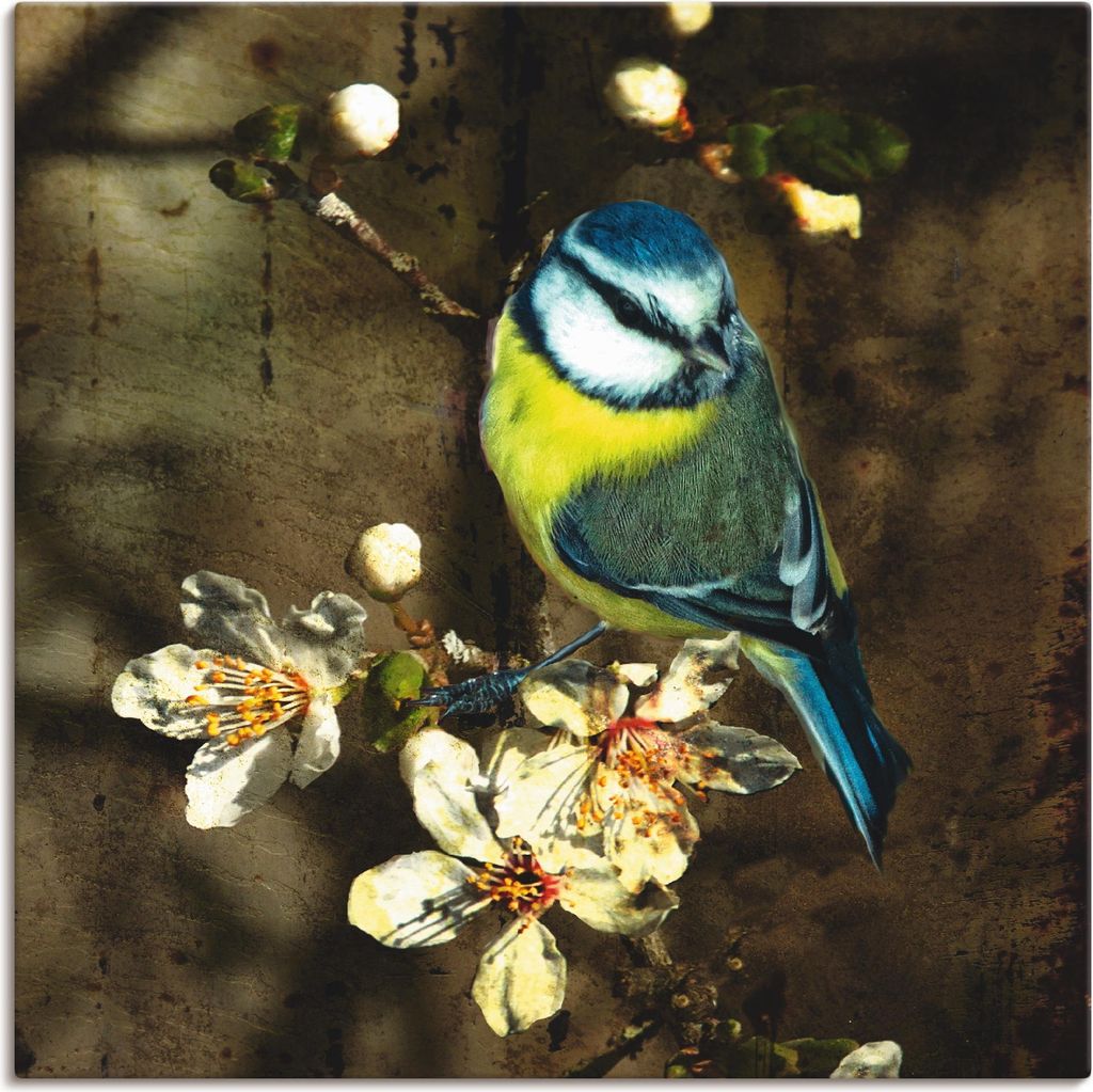 ARTland Leinwandbild Blaumeise auf Kirschzweig Größe: 50x50 cm