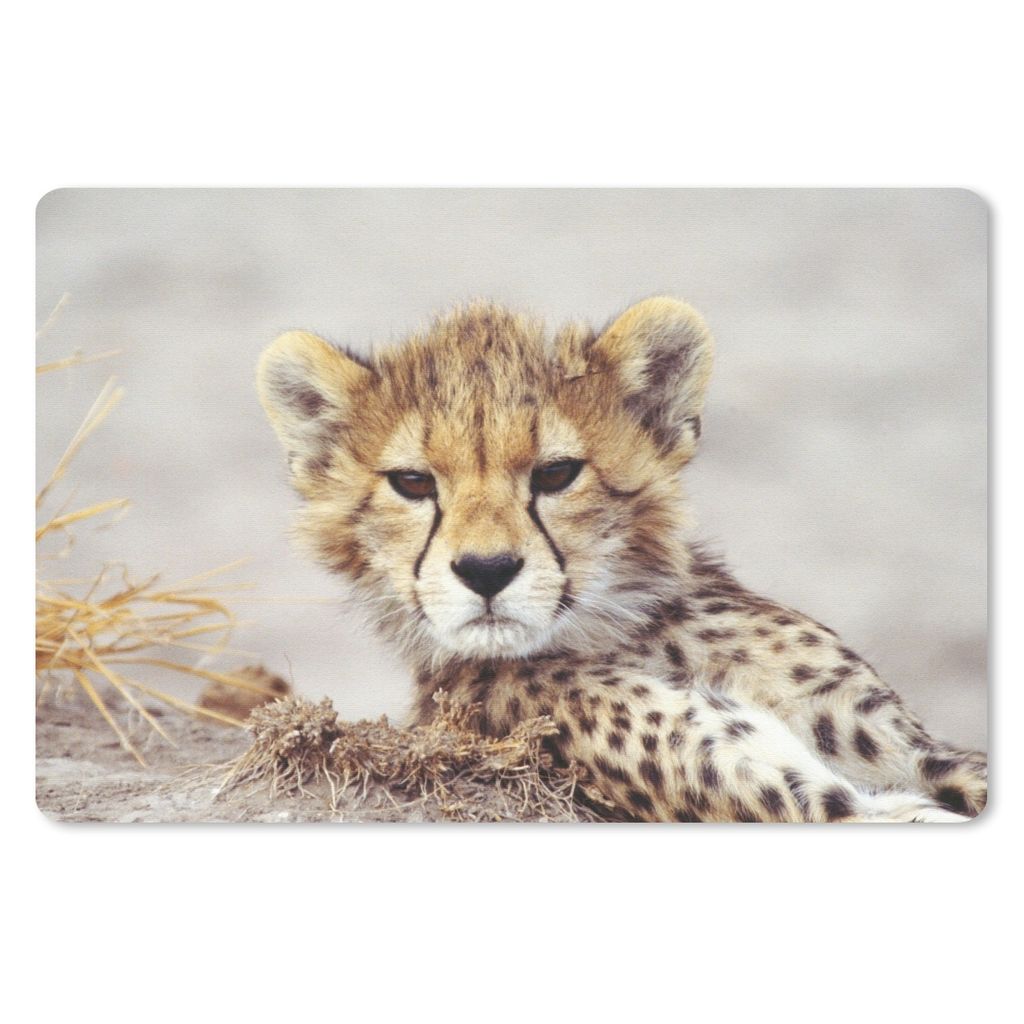 MuchoWow Schreibtischunterlage Gepard - Jung - Porträt 60x40 cm - XXL Mauspad - Großes Mauspad