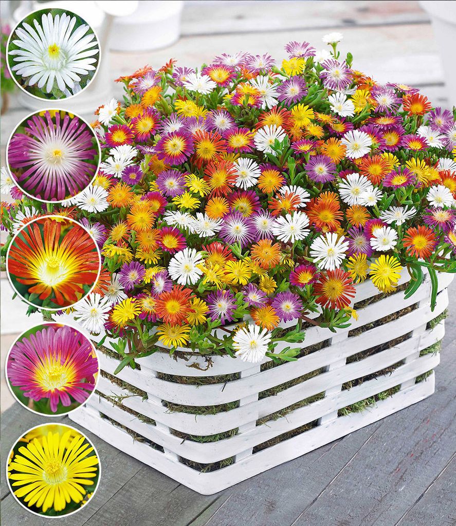 BALDUR Garten Winterharte Eisblumen Wheels of Wonder® Produktbild