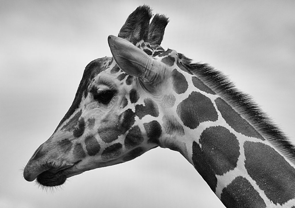 hansepuzzle 78745 - Giraffe Puzzle, 260 Teile, Natur, 41,0 x 28,0cm mit hochwertiger Aufbewahrung, Kartonbox und wiederverschließbarem Beutel