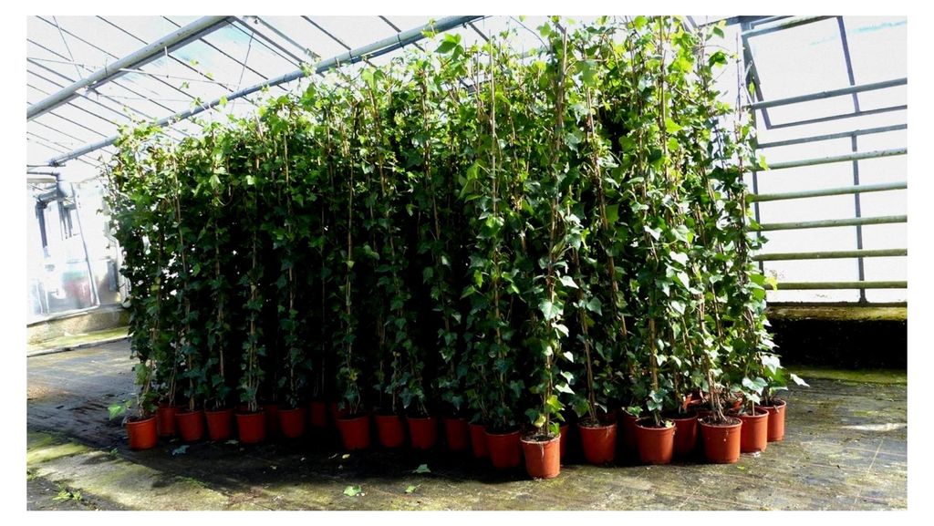 4 Stück Efeu Pflanze Hedera helix 180-200 cm Pyramide Säule winterhart Kletterpflanze Hecke Sichtschutz