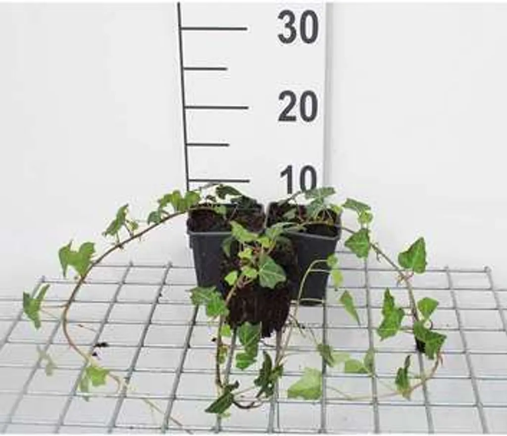 Lierre Commun Hedera helix Feuillage Persistant Vert Lot 12 Pots 9cm