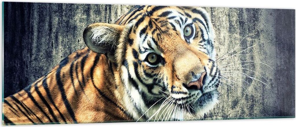 Bilder auf glas - Indien stein tiger wild - 140x50cm - Glasbilder - Wandbilder - Kunstdruck - zum Aufhängen bereit - Wanddekoration aus Glas - Gla...