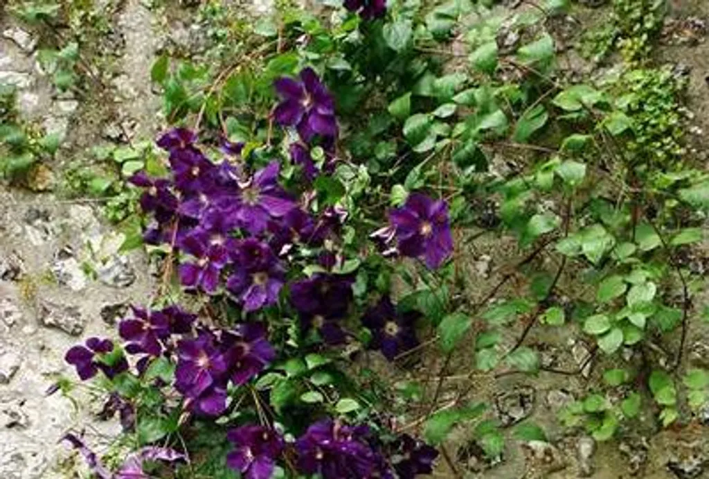 Clematis Jackmanii 50-60 cm : Fleurir un mur à l'ombre sans effort