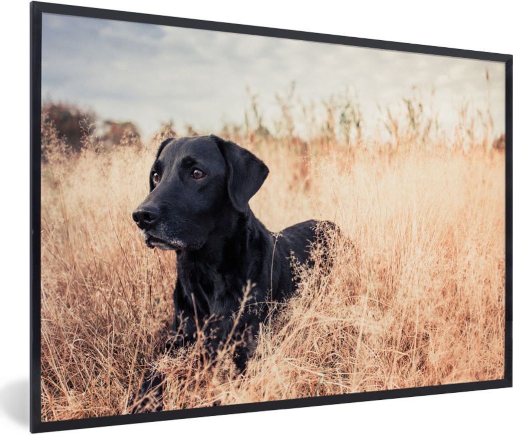 MuchoWow Gerahmtes Poster Ein Labrador Retriever liegt im hohen Gras 90x60 cm - Poster mit Schwarzem Bilderrahmen Wandposter Rahmen Foto Bilder -...