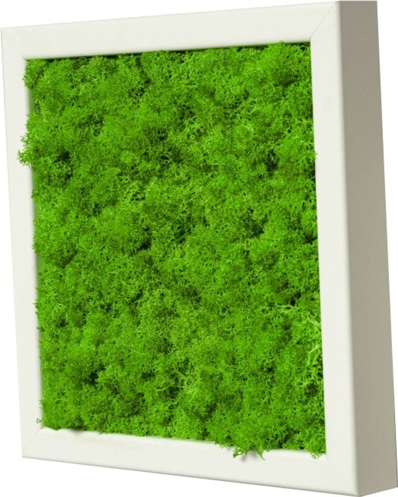Moosbild mit echtem Islandmoos (weiß 35x35 cm)