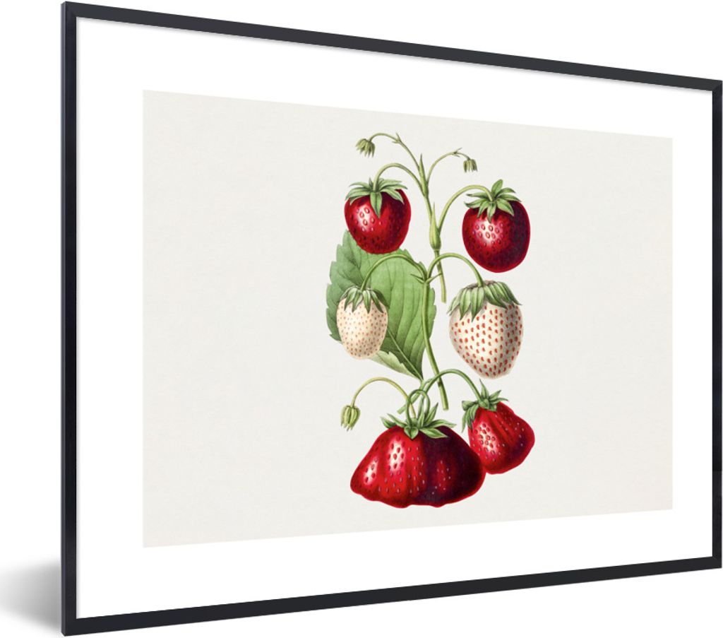 MuchoWow Gerahmtes Poster Erdbeeren - Pflanze - Lebensmittel 80x60 cm - Poster mit Schwarzem Bilderrahmen Wandposter Rahmen Foto Bilder - Schwarz...