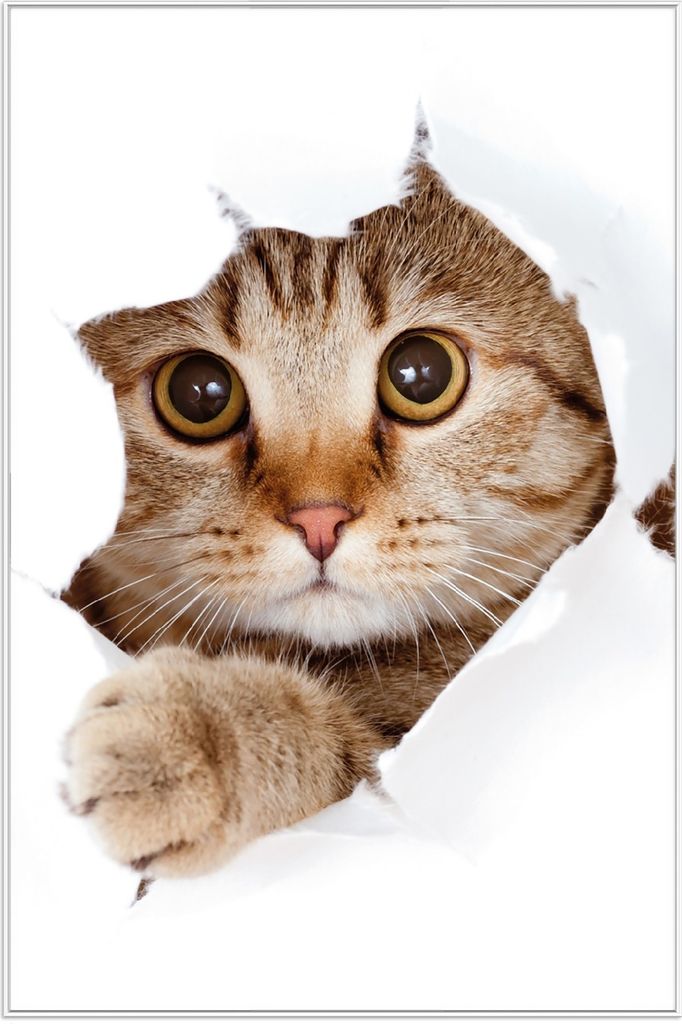 Wallario Wandbild Katze mit Blick nach vorn, Größe: 61 x 91,50 cm, Poster mit weißem Aluminiumrahmen