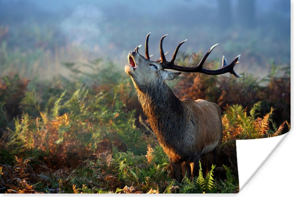 MuchoWow® Poster Rehe - Pflanzen - Nebel 180x120 cm - Produktbild 