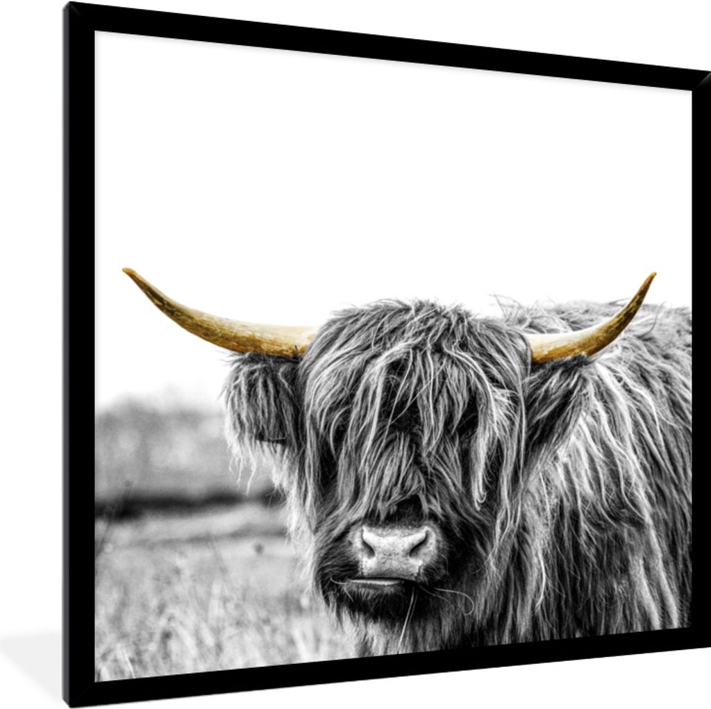 MuchoWow MuchoWow Gerahmtes Poster Schottische Hochlandrind - Natur - Goldene Hörner 40x40 cm - Poster mit zchwarzem Bilderrahmen - Mit Rahmen...