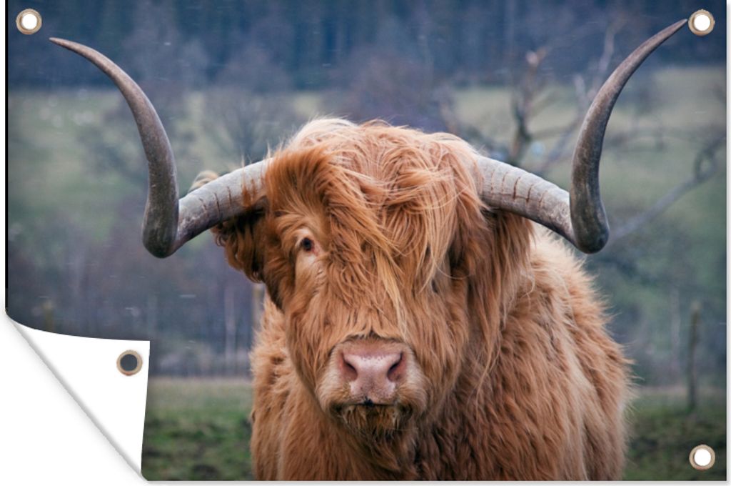 MuchoWow 90x60 cm Outdoor-Poster Gartendeko Sichtschutz Garten Poster für den Garten Schottischer Highlander - Hörner - Berg