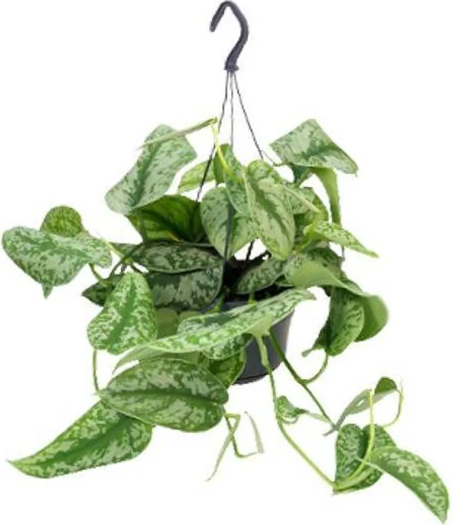 Scindapsus pictus Trebie 25 cm : La Plante Increvable pour Débutants