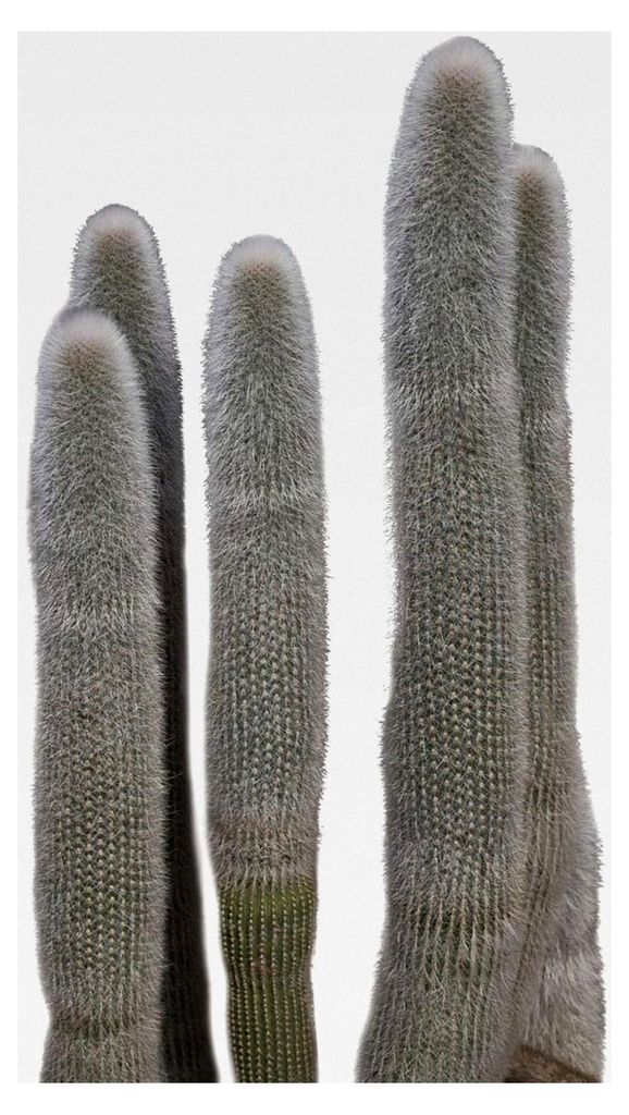 Silberkerzenkaktus (Cleistocactus strausii) 10 Samen
