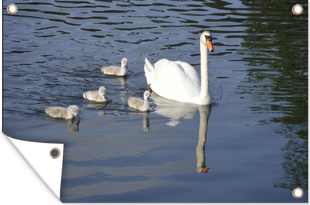 MuchoWow 90x60 cm Outdoor-Poster Gartendeko Sichtschutz Garten Poster für den Garten Schwan - Küken - Daunen