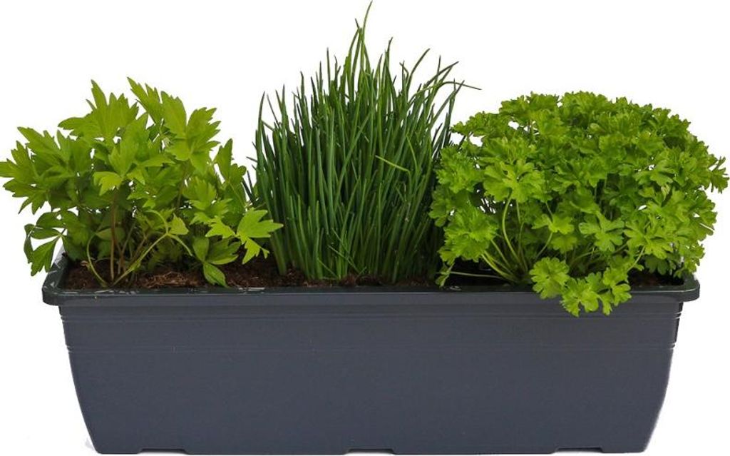 Enseleits Kräuterkasten für "Salate & Suppen" 40cm Anthrazitkasten mit je 1er Kräuter Pflanze: Liebstöckel, Schnittlauch & Petersilie