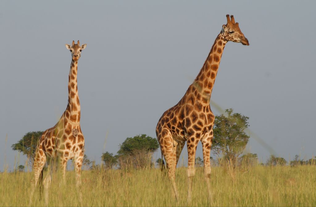 hansepuzzle 78398 - Giraffen Puzzle, 500 Teile, Natur, 46,0 x 30,0cm mit hochwertiger Aufbewahrung, Kartonbox und wiederverschließbarem Beutel