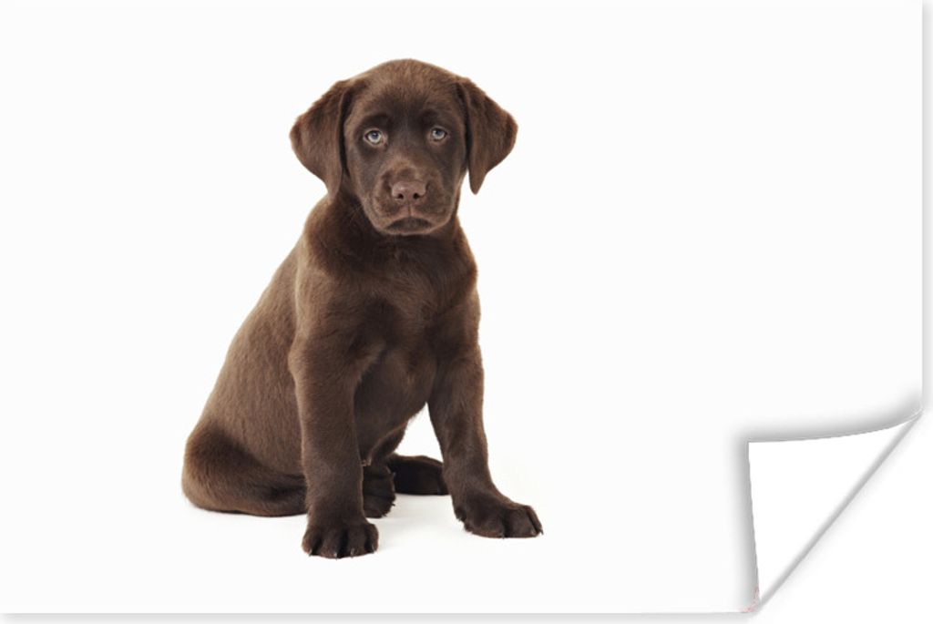 MuchoWow Poster Schokolade Labrador Welpe auf weißem Hintergrund 180x120 cm - Fotoplakat