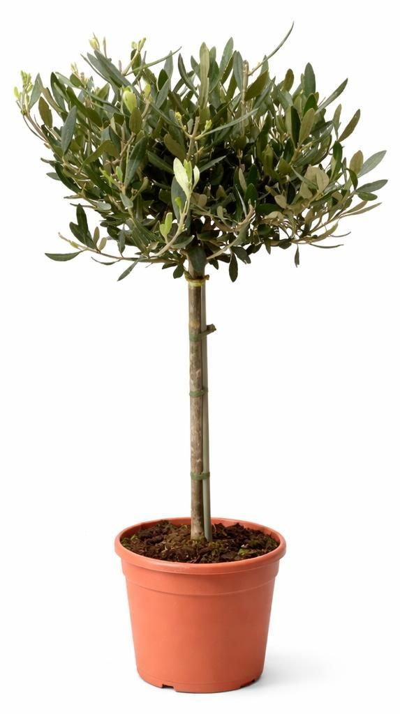 Olea europea - Olivenbaum - 19cm Topf - ca. 70-80cm