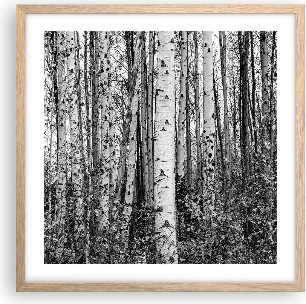 Gerahmtes Poster - Rahmen in heller Eiche - Birken Wald Monochrom - 50x50 cm - Wand Bild - Wanddeko - Wandbilder - Kunstposter - Wandposter - Bilde...