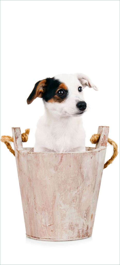 Türtapete Türposter Hunde-Welpe Jack Russel Terrier in einem Holzeimer - Größe: 93 x 205 cm