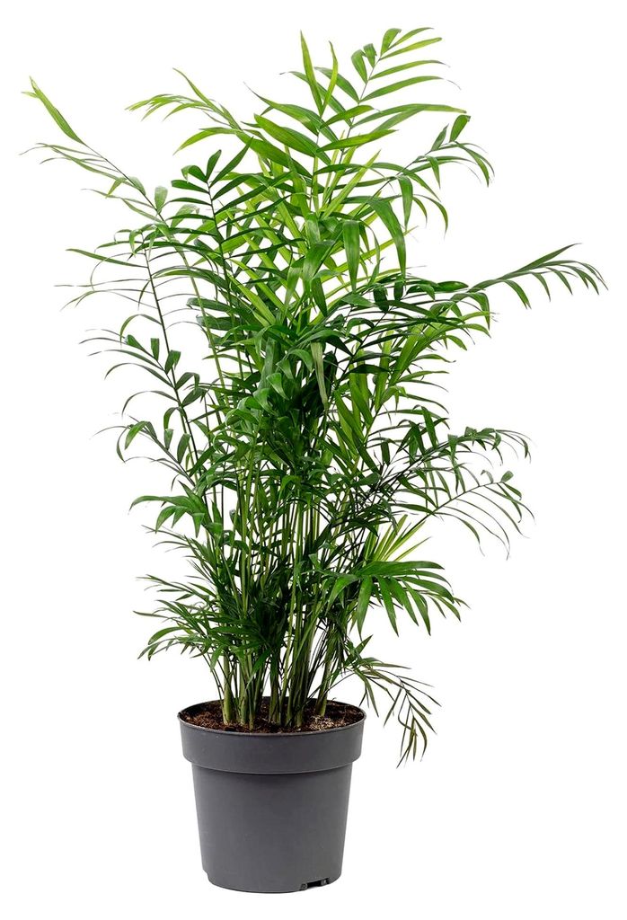 Bergpalme - pflegeleichte Zimmerpflanze, Chamaedorea elegans - Höhe ca. 70 cm, Topf-Ø 17 cm