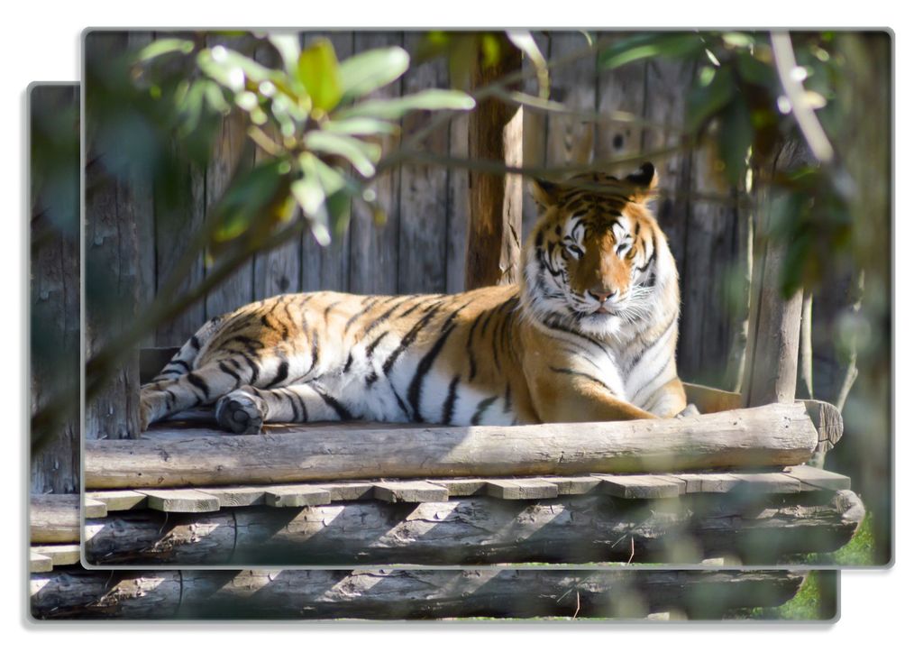 Wallario Frühstücksbrettchen 2er Set aus Glas, je 20 x 30 cm, mit rutschfesten Füßen, Motiv Tiger im Sonnenschein