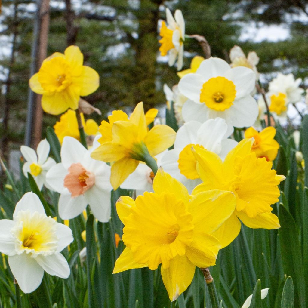 Narzissen Grosspackung Mix Blumenzwiebeln Blumenzwiebeln Produktbild 