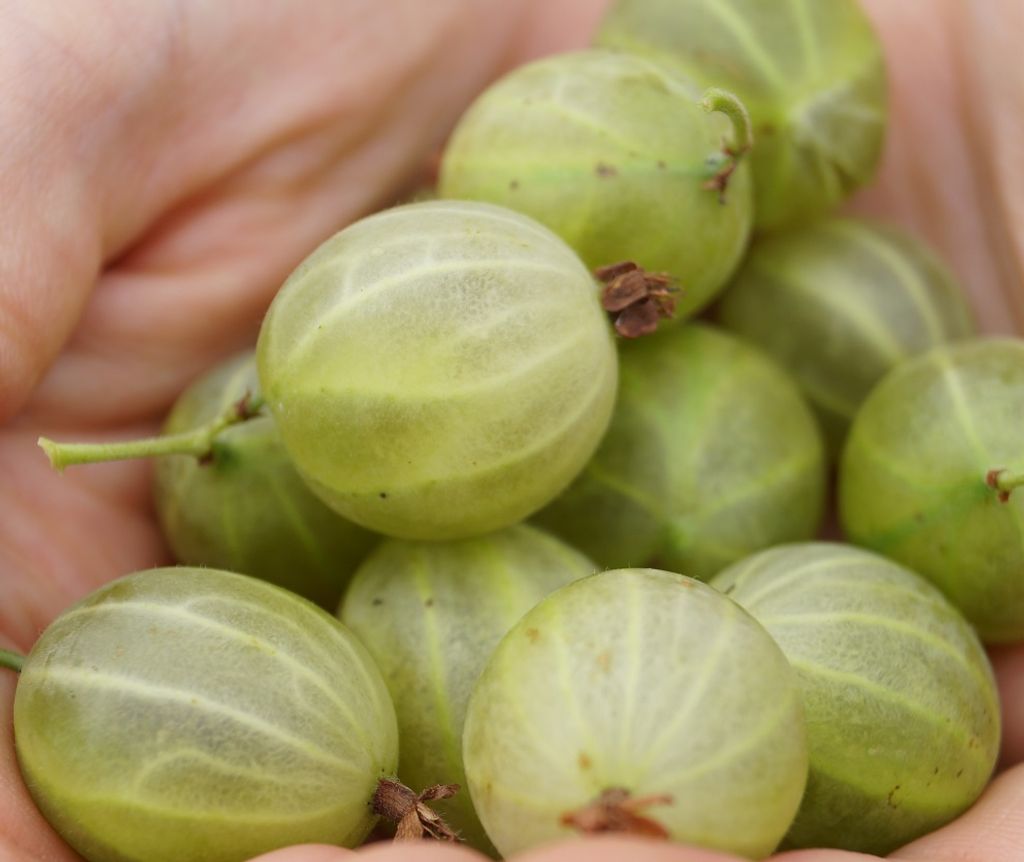Hinnonmäki, gelb Stachelbeerenstrauch - Busch