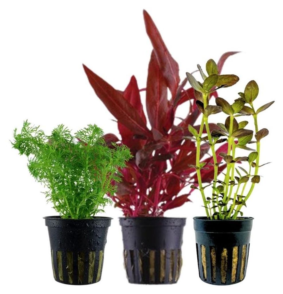Pflanzen Set mit 3 Mittelgrund Topf Aquarium Wasserpflanzen Produktbild 
