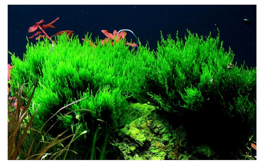 Aquarium Pflanze Moos Taxiphyllum 'Flame Nr.003H TC in Vitro 1-2 Grow Wasserpflanzen Aquarium Aquariumpflanzen