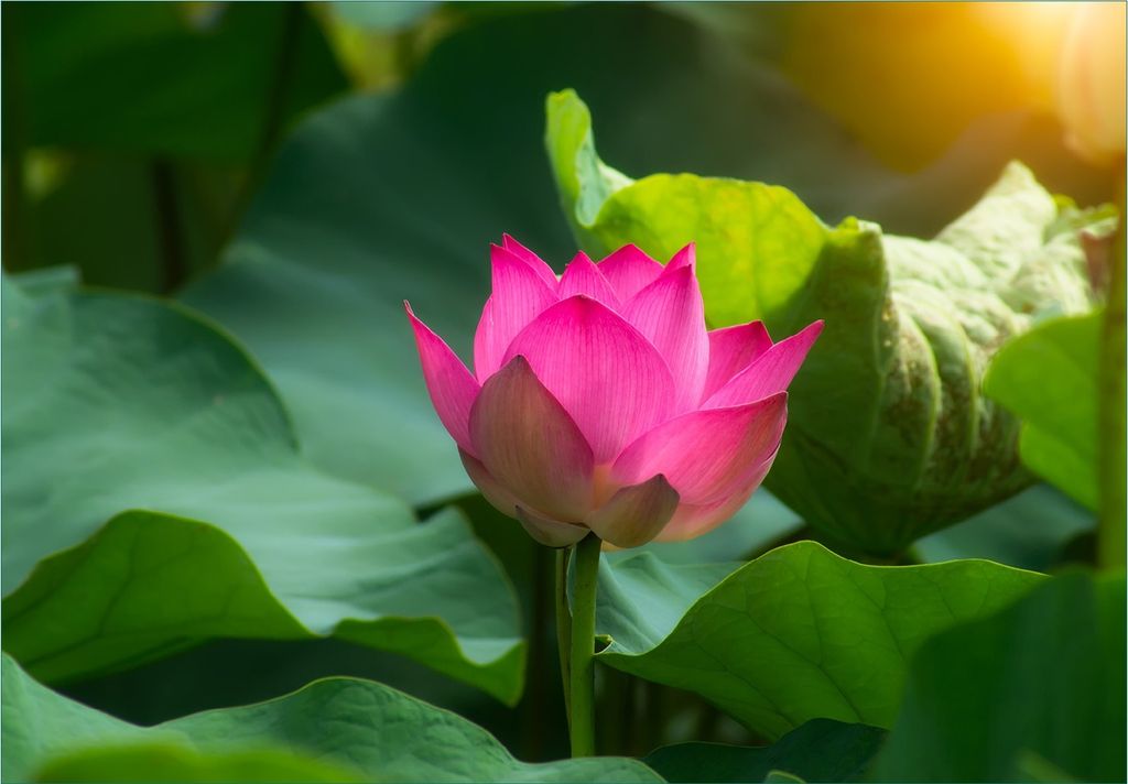Wallario Fototapete Vliestapete, seidenmatte Oberfläche, einfache Verarbeitung, Größe 300 x 210 cm, Motiv Pinke Lotosblüte im Sonnenschein
