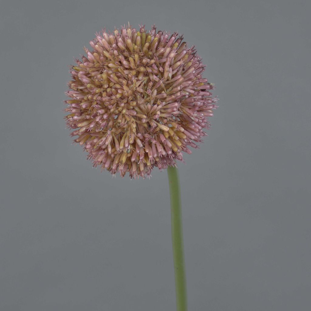 artplants.de Künstlicher Allium Natasha, lila, 65cm, Ø10cm - Künstliches Zierlauch