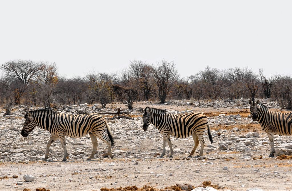 hansepuzzle 74417 - Zebra Puzzle, 500 Teile, Tierwelt, 46,0 x 30,0cm mit hochwertiger Aufbewahrung, Kartonbox und wiederverschließbarem Beutel