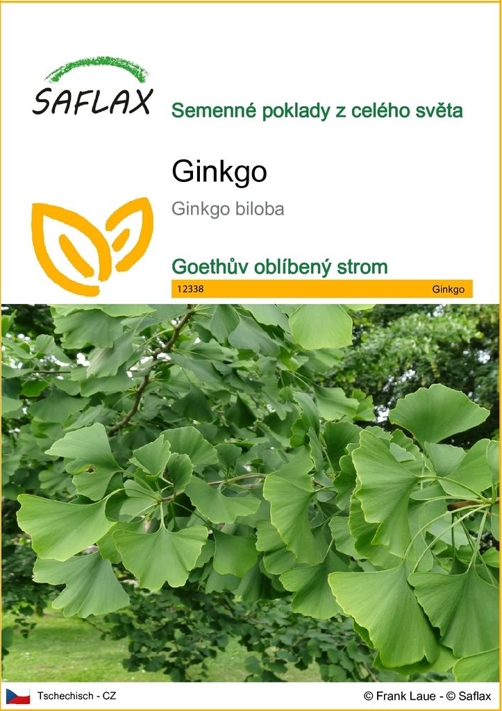 SAFLAX - ginkgo - Ginkgo biloba - 4 Semena Obrázek produktu 