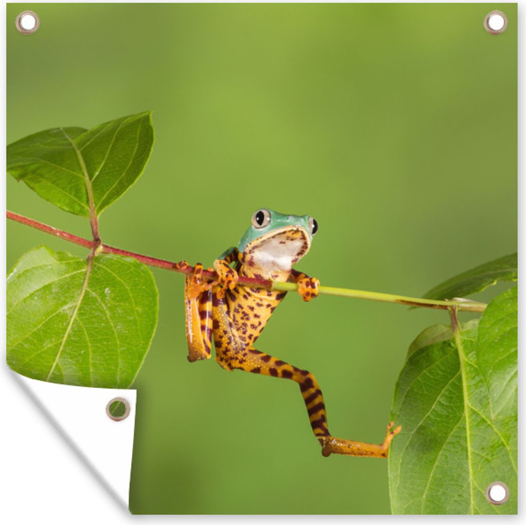 MuchoWow 50x50 cm Outdoor-Poster Gartendeko Sichtschutz Garten Poster für den Garten Frosch - Zweig - Grün