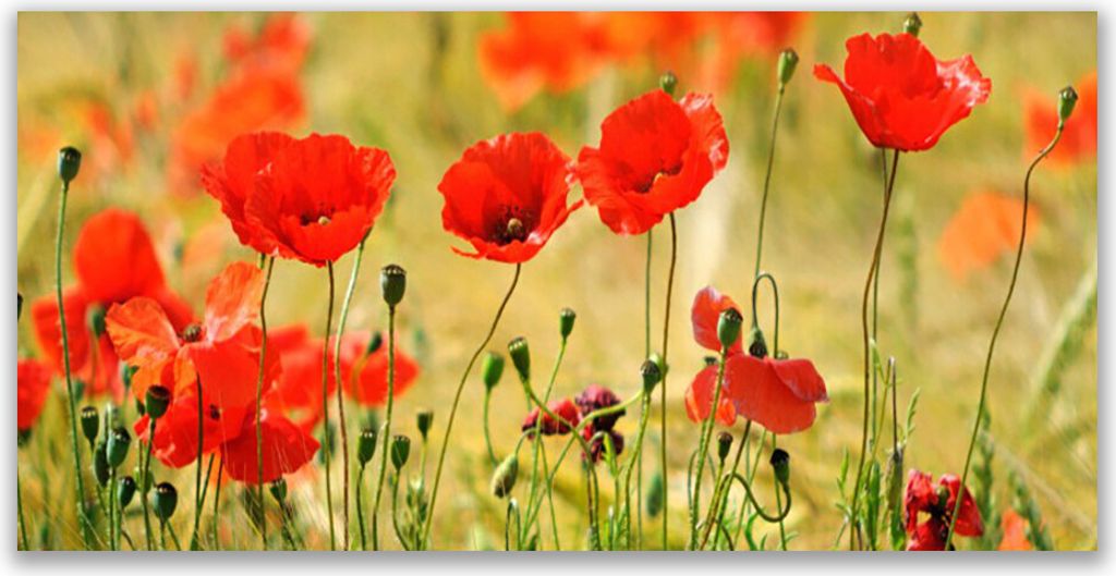 Küchenrückwand aus Glas 140x70cm Spritzschutz Mohnblumen Natur