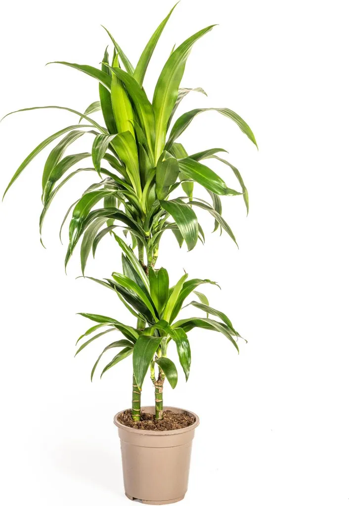 Plante Intérieur Increvable - Dracaena Lisa Dragonnier Ombre 70-90cm