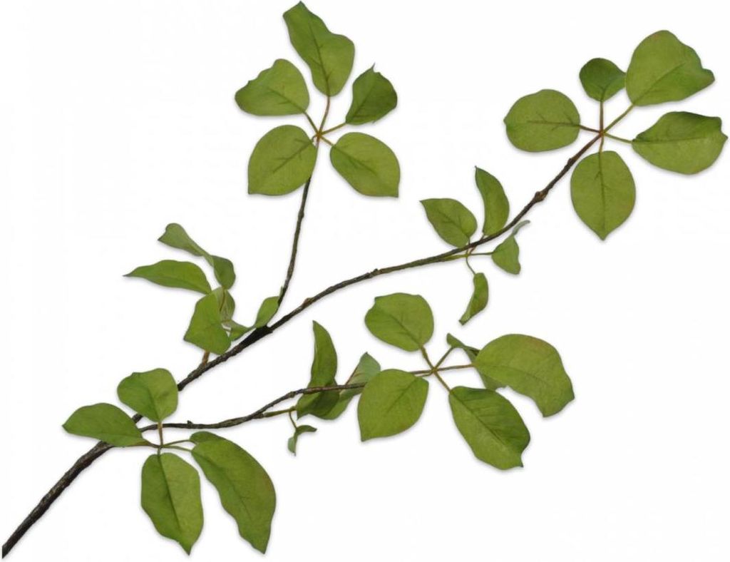 Silk-ka Künstliche Blume – Seidenblumen, Blattzweig, Grün, Produktbild 