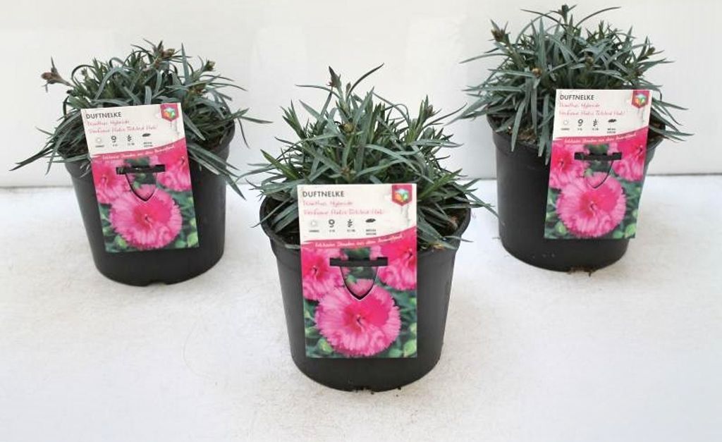 Dianthus 'Perfume Pinks Tickled Pink', Nelke, rosa, 2 Liter Container